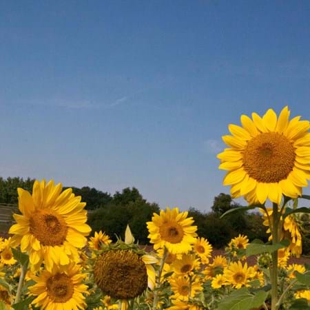 Broschüre Leben im blühenden Vorgarten